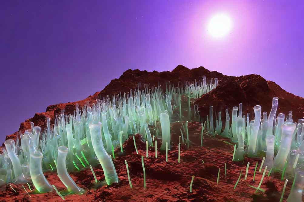 Silicon tubular forest